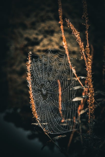 Free download spiderweb spider dewdrops nature free picture to be edited with GIMP free online image editor