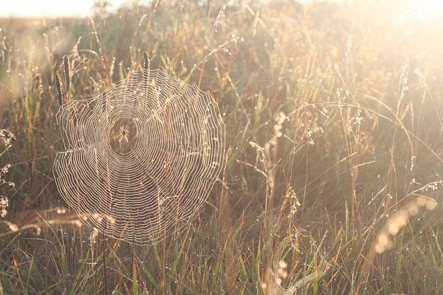 Free download Spider Web Sun Sunlight -  free photo or picture to be edited with GIMP online image editor