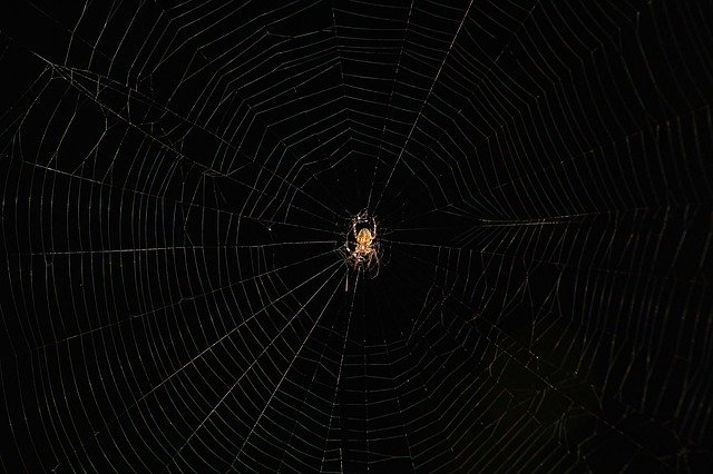 Descărcare gratuită Spider Web Trap - fotografie sau imagine gratuită pentru a fi editată cu editorul de imagini online GIMP