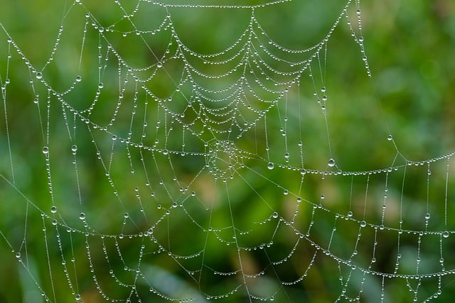 Free download spider web web wet waterdrop free picture to be edited with GIMP free online image editor