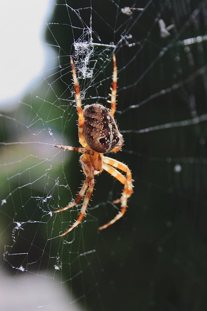 Free download spider web wildlife araneus free picture to be edited with GIMP free online image editor