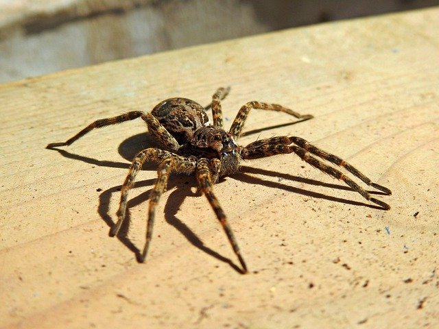 Free download Spider-Wolf Spider Brown -  free photo or picture to be edited with GIMP online image editor