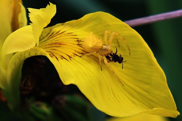 Free download spider yellow spider iris fauna free picture to be edited with GIMP free online image editor