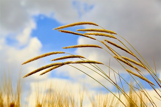 Free download spikes grain rye field herb crop free picture to be edited with GIMP free online image editor