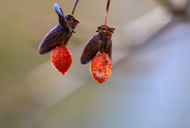 Free download spindle fruit dried plant seed free picture to be edited with GIMP free online image editor