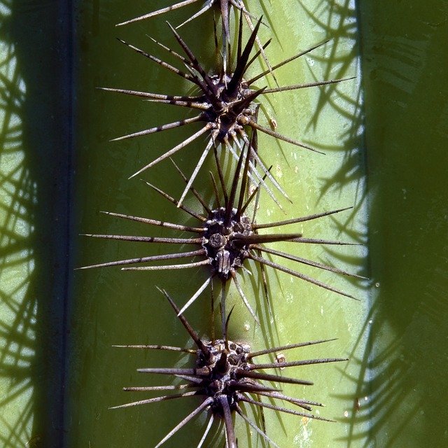 Free download Spines Of A Saguaro Cactus Arizona -  free photo or picture to be edited with GIMP online image editor