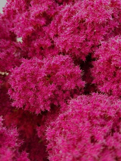 Free download Spirea Astilbe Pink Fluffy Flower -  free photo or picture to be edited with GIMP online image editor