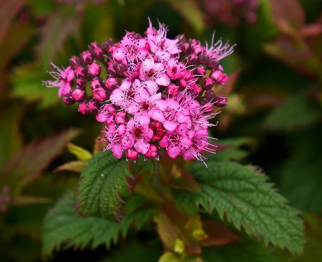 Free download Spirea Pink -  free photo or picture to be edited with GIMP online image editor