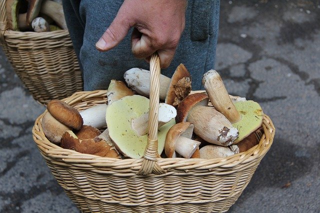 Free download Sponge Boletus Cart Wild -  free free photo or picture to be edited with GIMP online image editor