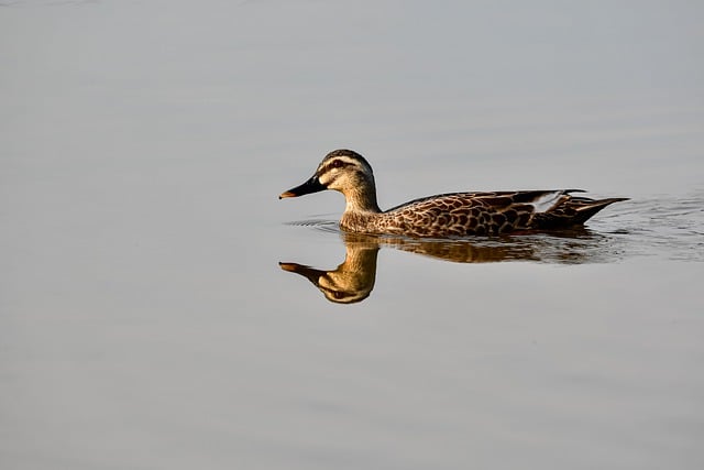 Free download spot billed ducks animal lake free picture to be edited with GIMP free online image editor