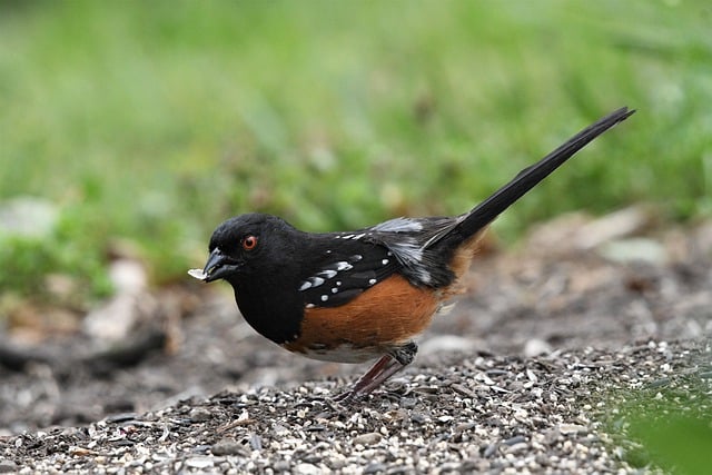 Free download spotted towhee bird nature wildlife free picture to be edited with GIMP free online image editor