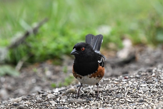 Free download spotted towhee nature wildlife free picture to be edited with GIMP free online image editor