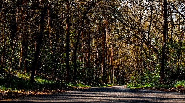 Free download Spreewald Nature Forest -  free photo or picture to be edited with GIMP online image editor