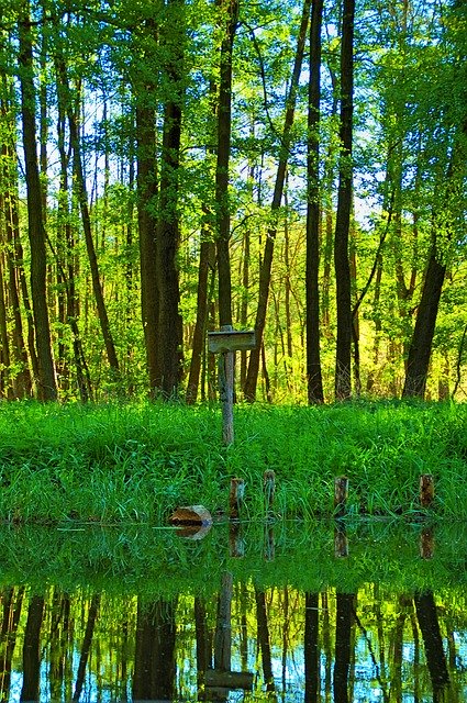 Scarica gratuitamente Spreewald Trees Water: foto o immagine gratuita da modificare con l'editor di immagini online GIMP