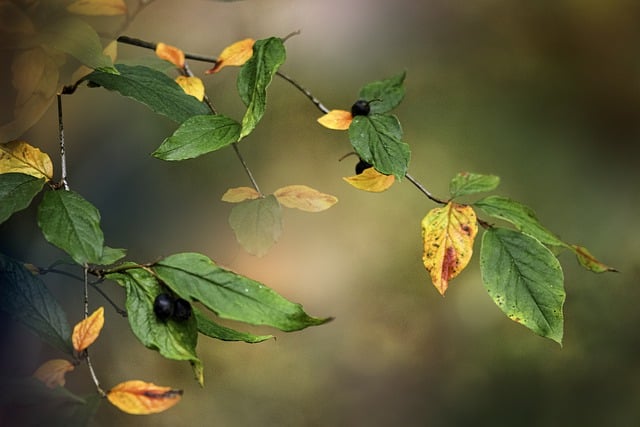 Free download sprig autumn leaves colorful macro free picture to be edited with GIMP free online image editor