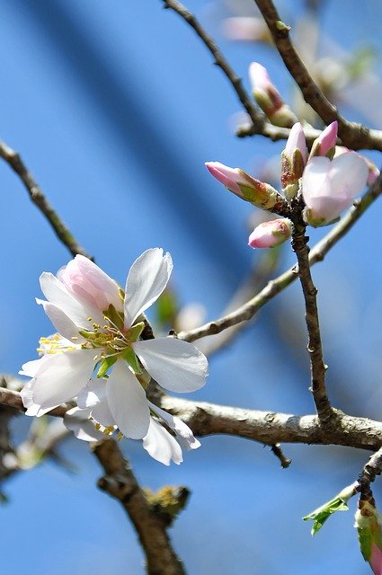 Free download Spring Apple Flower Bloom White -  free photo or picture to be edited with GIMP online image editor