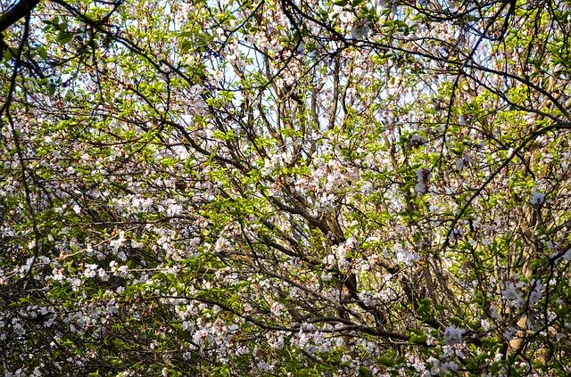 Free download Spring Apple Tree Bloom -  free photo or picture to be edited with GIMP online image editor