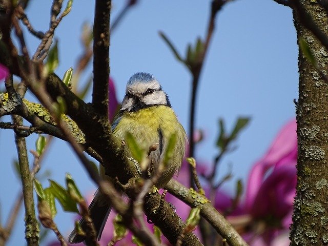 Free download Spring Bird Tit -  free photo or picture to be edited with GIMP online image editor