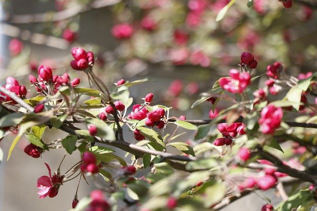 Free download Spring Bloom Apple Blossoms -  free photo or picture to be edited with GIMP online image editor