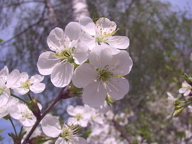 Free download Spring Bloom Cherry -  free photo or picture to be edited with GIMP online image editor