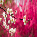 Spring Blossom  screen for extension Chrome web store in OffiDocs Chromium