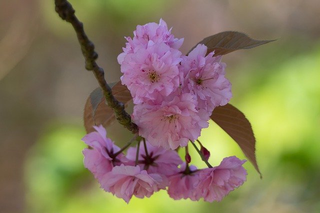 Free download Spring Blossom Almond -  free photo or picture to be edited with GIMP online image editor