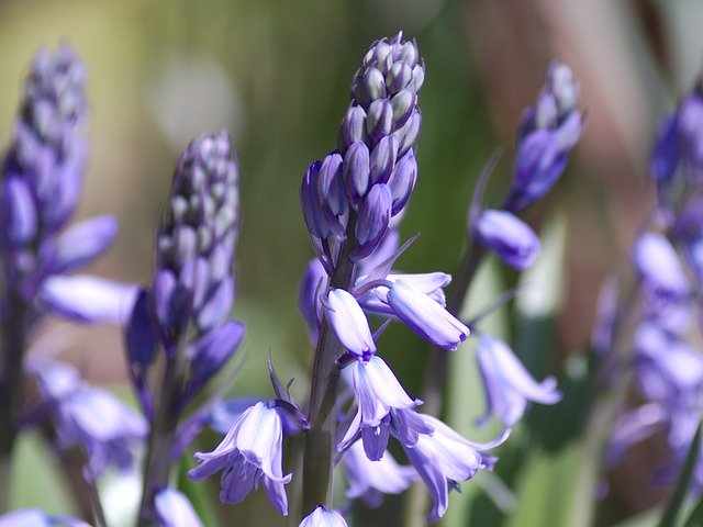 Free download Spring Bluebells Flowers -  free photo or picture to be edited with GIMP online image editor