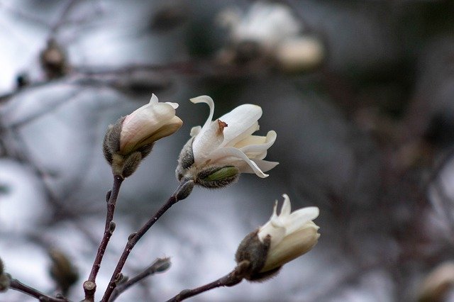 Free download Spring Buds -  free photo or picture to be edited with GIMP online image editor