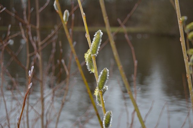 Free download Spring Buds Natural -  free photo or picture to be edited with GIMP online image editor