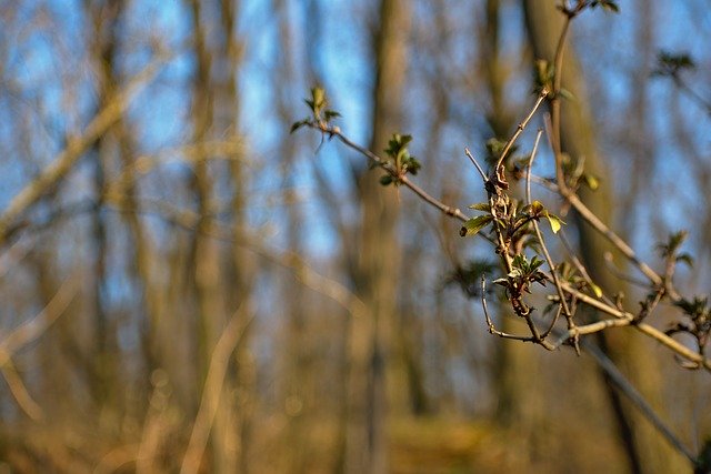 Free download Spring Bush Tree -  free photo or picture to be edited with GIMP online image editor