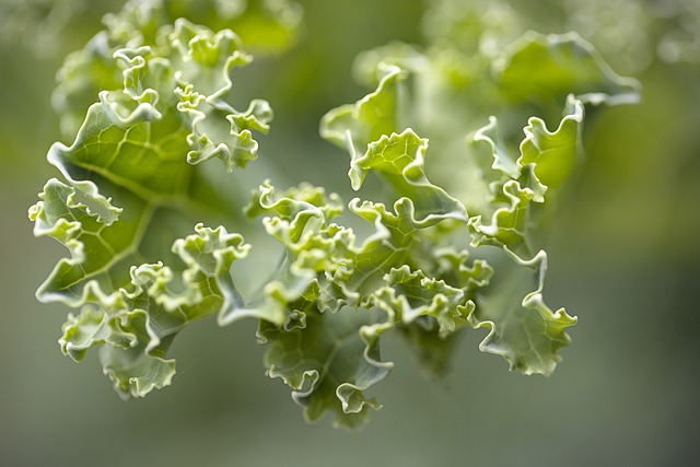 Free download spring cabbage cabbage green free picture to be edited with GIMP free online image editor