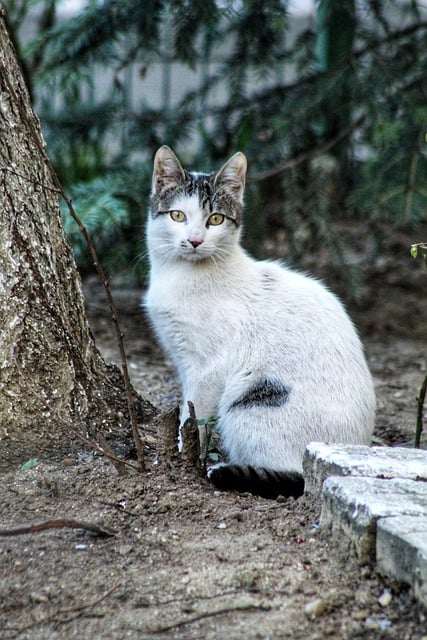 Free download spring cat tree kitten feline free picture to be edited with GIMP free online image editor