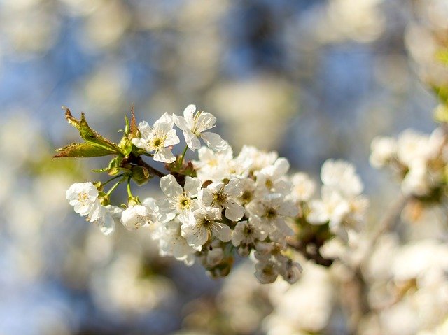 Free download Spring Cherry Blossom -  free photo or picture to be edited with GIMP online image editor