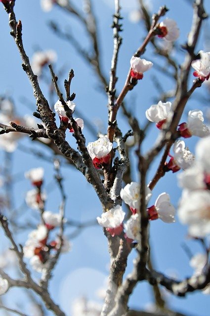 Free download Spring Cherry Blossom Bloom White -  free photo or picture to be edited with GIMP online image editor