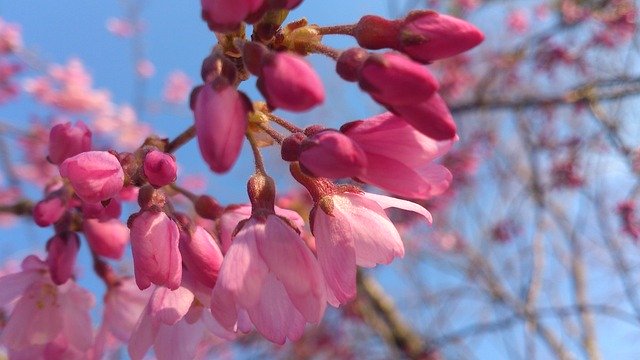 Free download Spring Cherry Blossoms Pink -  free photo or picture to be edited with GIMP online image editor