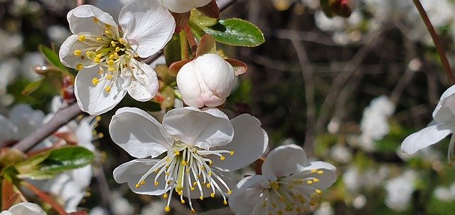 Free download Spring Cherry Blossoms White -  free photo or picture to be edited with GIMP online image editor