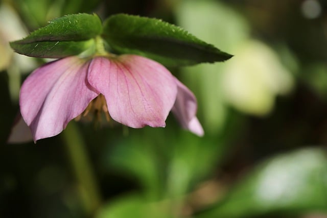 Free download spring christmas rose flowers spring free picture to be edited with GIMP free online image editor