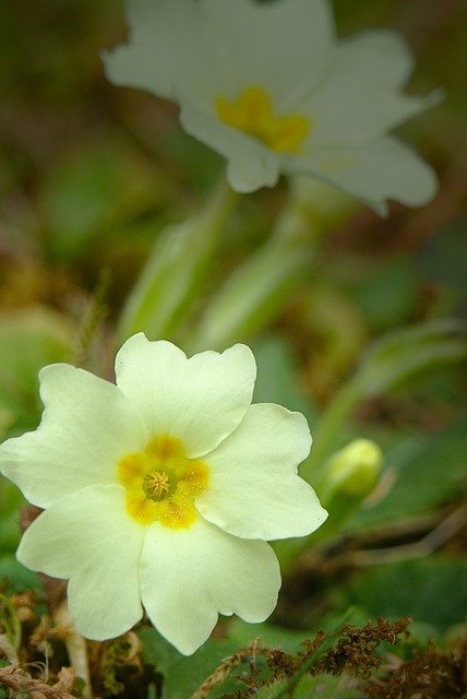 Free download Spring Cowslip Yellow -  free photo or picture to be edited with GIMP online image editor