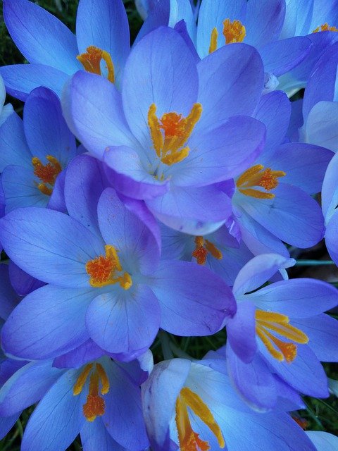 Free download Spring Crocus Flower -  free photo or picture to be edited with GIMP online image editor