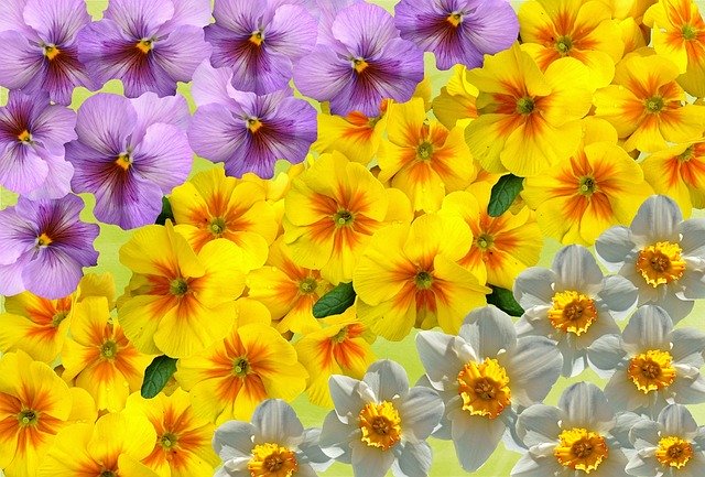 Free download Spring Daffodils Primroses -  free illustration to be edited with GIMP free online image editor