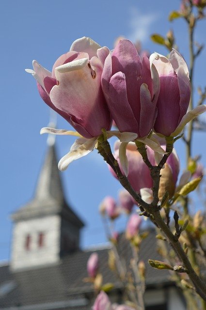 Free download Spring Day Magnolia -  free photo or picture to be edited with GIMP online image editor