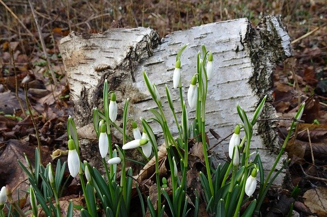 Free download Spring Early Bloomer Flowers -  free photo or picture to be edited with GIMP online image editor