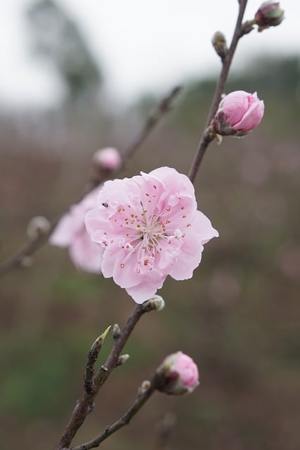 Free download spring flower botany bloom blossom free picture to be edited with GIMP free online image editor