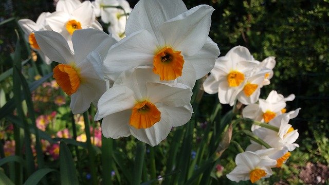 Free download Spring Flower Daffodil White -  free photo or picture to be edited with GIMP online image editor