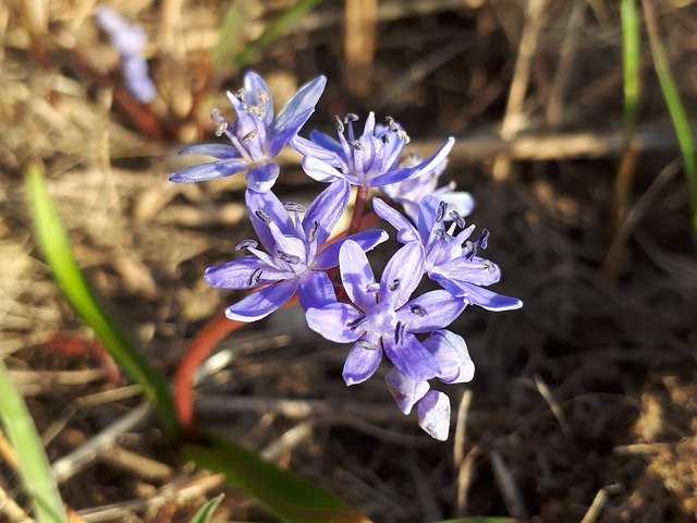 Free download Spring Flower Harbinger Of -  free photo or picture to be edited with GIMP online image editor