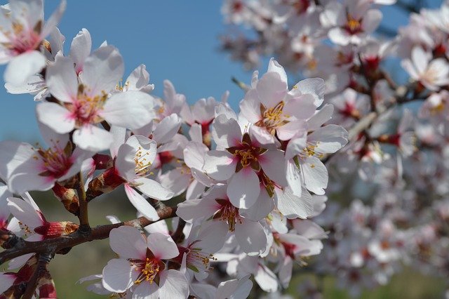 Free download Spring Flowers Apricot -  free photo or picture to be edited with GIMP online image editor