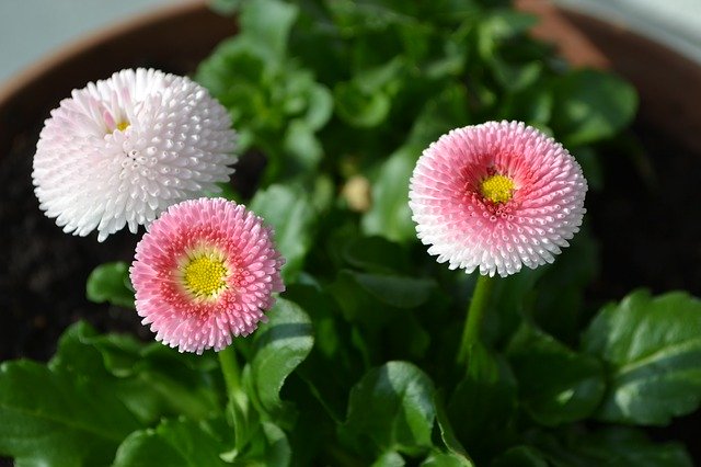 Free download Spring Flowers Bellis -  free photo or picture to be edited with GIMP online image editor