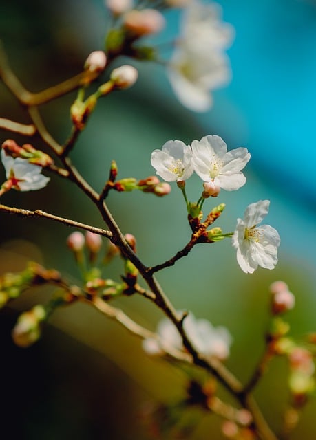 Free download spring flowers botany bloom nature free picture to be edited with GIMP free online image editor