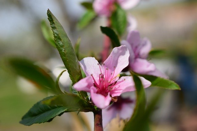 Free download Spring Flowers Pink -  free photo or picture to be edited with GIMP online image editor