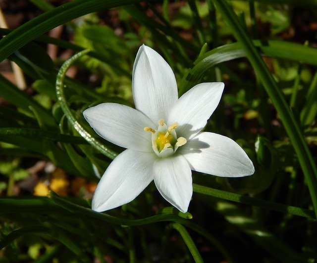 Free download Spring Flower Star Of Bethlehem -  free photo or picture to be edited with GIMP online image editor